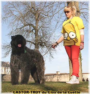 bouvier des flandres du clos de la luette - copyright d&eacute;pos&eacute;